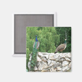 Peacock Birds Garden 5,1 cm Square Magnet (Vorderseite/Rückseite)