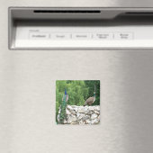 Peacock Birds Garden 5,1 cm Square Magnet (In Situ (Geschirrspüler))