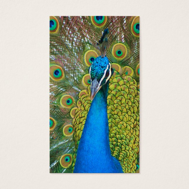 Peacock Blue Head mit bunten Schwanz Feathers (Vorderseite)