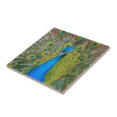 Peacock Blue Head mit bunten Schwanz Feathers Fliese (Seite)