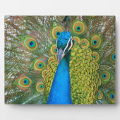 Peacock Blue Head mit bunten Schwanz Feathers Fotoplatte (Vorderseite)
