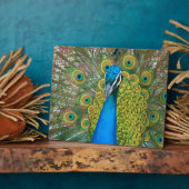 Peacock Blue Head mit bunten Schwanz Feathers Fotoplatte (Seite)
