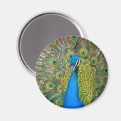 Peacock Blue Head mit bunten Schwanz Feathers Magnet (Vorderseite/Rückseite)
