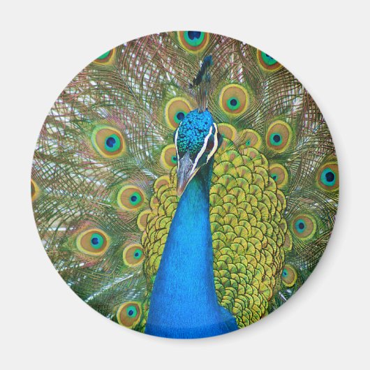 Peacock Blue Head mit bunten Schwanz Feathers Magnet (Vorne)