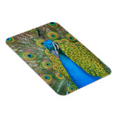 Peacock Blue Head mit bunten Schwanz Feathers Magnet (Rechte Seite)