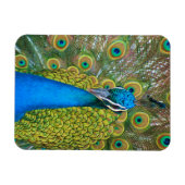 Peacock Blue Head mit bunten Schwanz Feathers Magnet (Horizontal)