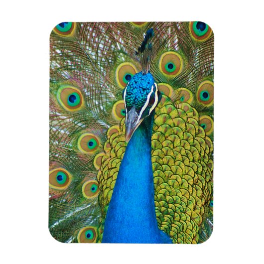 Peacock Blue Head mit bunten Schwanz Feathers Magnet (Vertikal)
