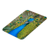Peacock Blue Head mit bunten Schwanz Feathers Magnet (Linke Seite)