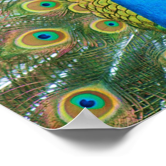 Peacock Blue Head mit bunten Schwanz Feathers Poster (Ecke)