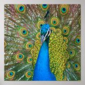 Peacock Blue Head mit bunten Schwanz Feathers Poster (Vorne)