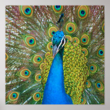 Peacock Blue Head mit bunten Schwanz Feathers