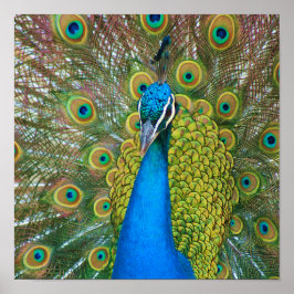 Peacock Blue Head mit bunten Schwanz Feathers Poster