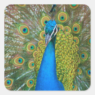 Peacock Blue Head mit bunten Schwanz Feathers Quadratischer Aufkleber