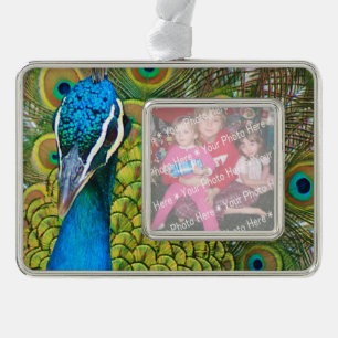 Peacock Blue Head mit bunten Schwanz Feathers Rahmen-Ornament Silber