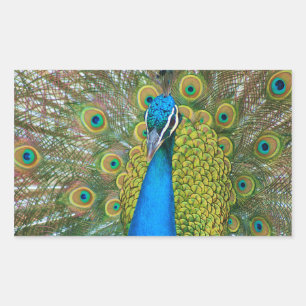 Peacock Blue Head mit bunten Schwanz Feathers Rechteckiger Aufkleber