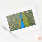 Peacock Blue Head mit bunten Schwanz Feathers Rechteckiger Aufkleber (Umschlag)