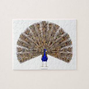 Peacock Blue Puzzle