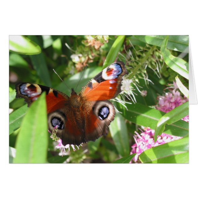 Peacock Butterfly (Vorderseite (Horizontal))