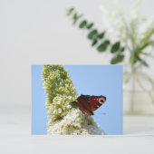 Peacock Butterfly auf Buddleia Postkarte (Stehend Vorderseite)