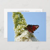 Peacock Butterfly auf Buddleia Postkarte (Vorne/Hinten)