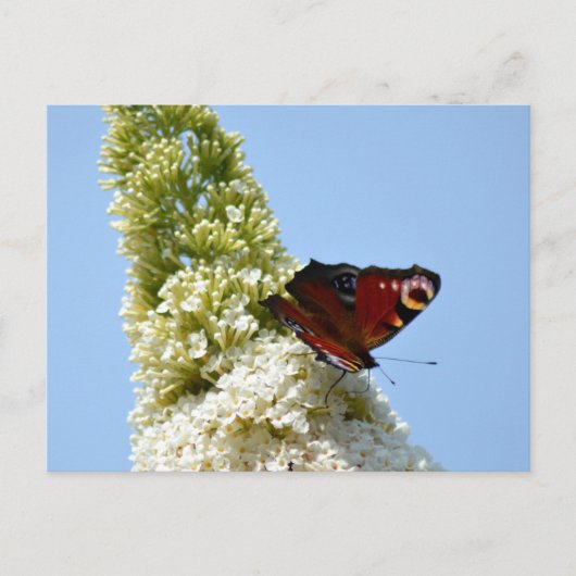 Peacock Butterfly auf Buddleia Postkarte (Vorderseite)
