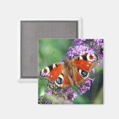 Peacock Butterfly Blume Square Magnet (Vorderseite/Rückseite)