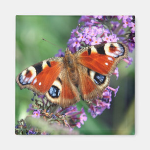 Peacock Butterfly Blume Square Magnet