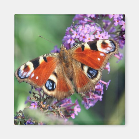 Peacock Butterfly Blume Square Magnet (Vorne)