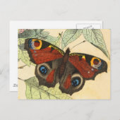 Peacock Butterfly Postkarte (Vorne/Hinten)
