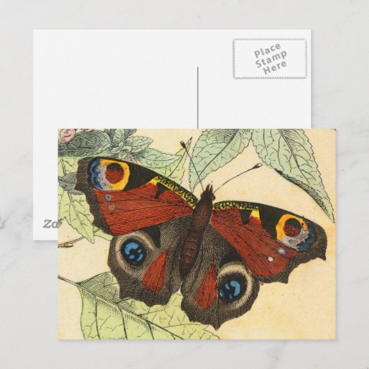 Peacock Butterfly Postkarte (Vorne/Hinten)