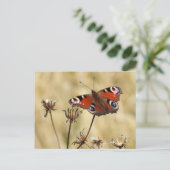 Peacock Butterfly Postkarte (Stehend Vorderseite)