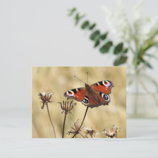 Peacock Butterfly Postkarte (Stehend Vorderseite)