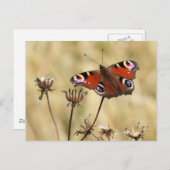 Peacock Butterfly Postkarte (Vorne/Hinten)