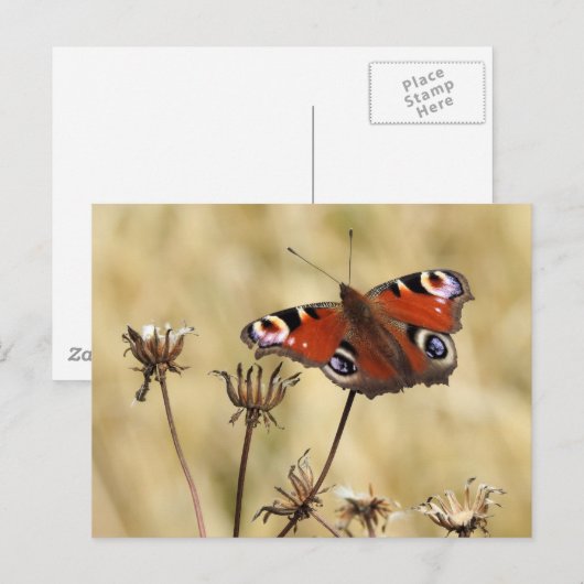 Peacock Butterfly Postkarte (Vorne/Hinten)