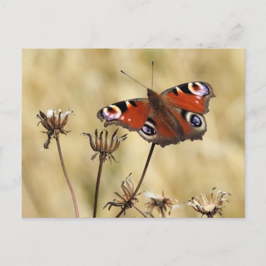 Peacock Butterfly Postkarte (Vorderseite)