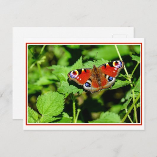 Peacock Butterfly Postkarte (Vorne/Hinten)