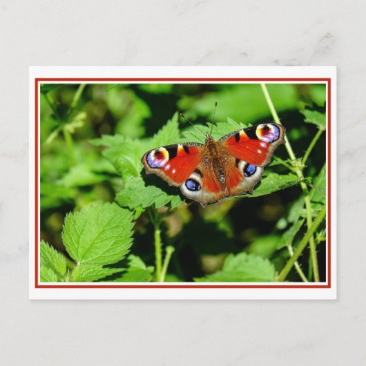 Peacock Butterfly Postkarte (Vorderseite)