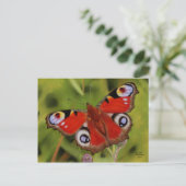 PEACOCK BUTTERFLY POSTKARTE (Stehend Vorderseite)