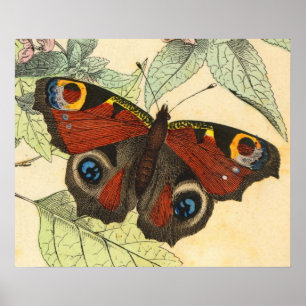 Peacock Butterfly - Vintag Art Poster