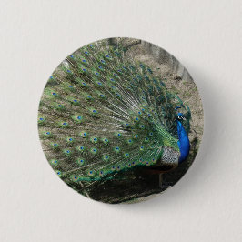 Peacock Button
