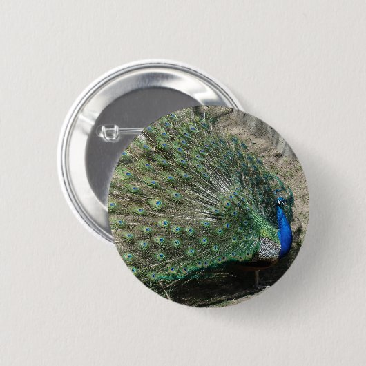 Peacock Button (Vorne & Hinten)