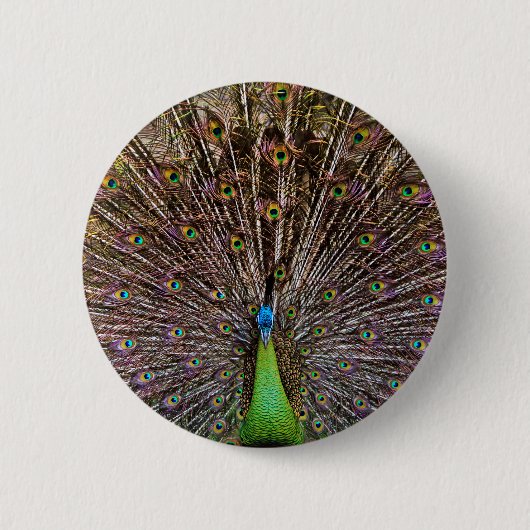 Peacock Button (Vorderseite)