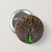 Peacock Button (Vorne & Hinten)
