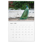 Peacock Calendar 2026 Wall Photo Kalender (Mär 2026)