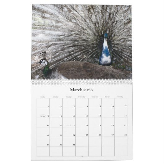 Peacock Calendar Kalender (Mär 2026)