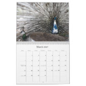 Peacock Calendar Kalender (Mär 2027)