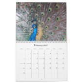 Peacock Calendar Kalender (Feb 2027)