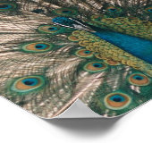 PEACOCK CANVAS DRUCKEN POSTER (Ecke)