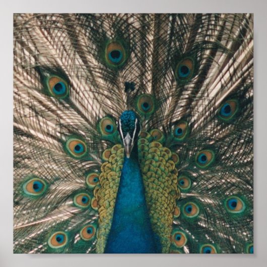 PEACOCK CANVAS DRUCKEN POSTER (Vorne)