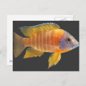 Peacock Cichlid Postkarte (Vorne/Hinten)